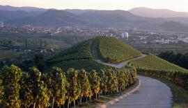 Des vignobles dans l'Ortenau